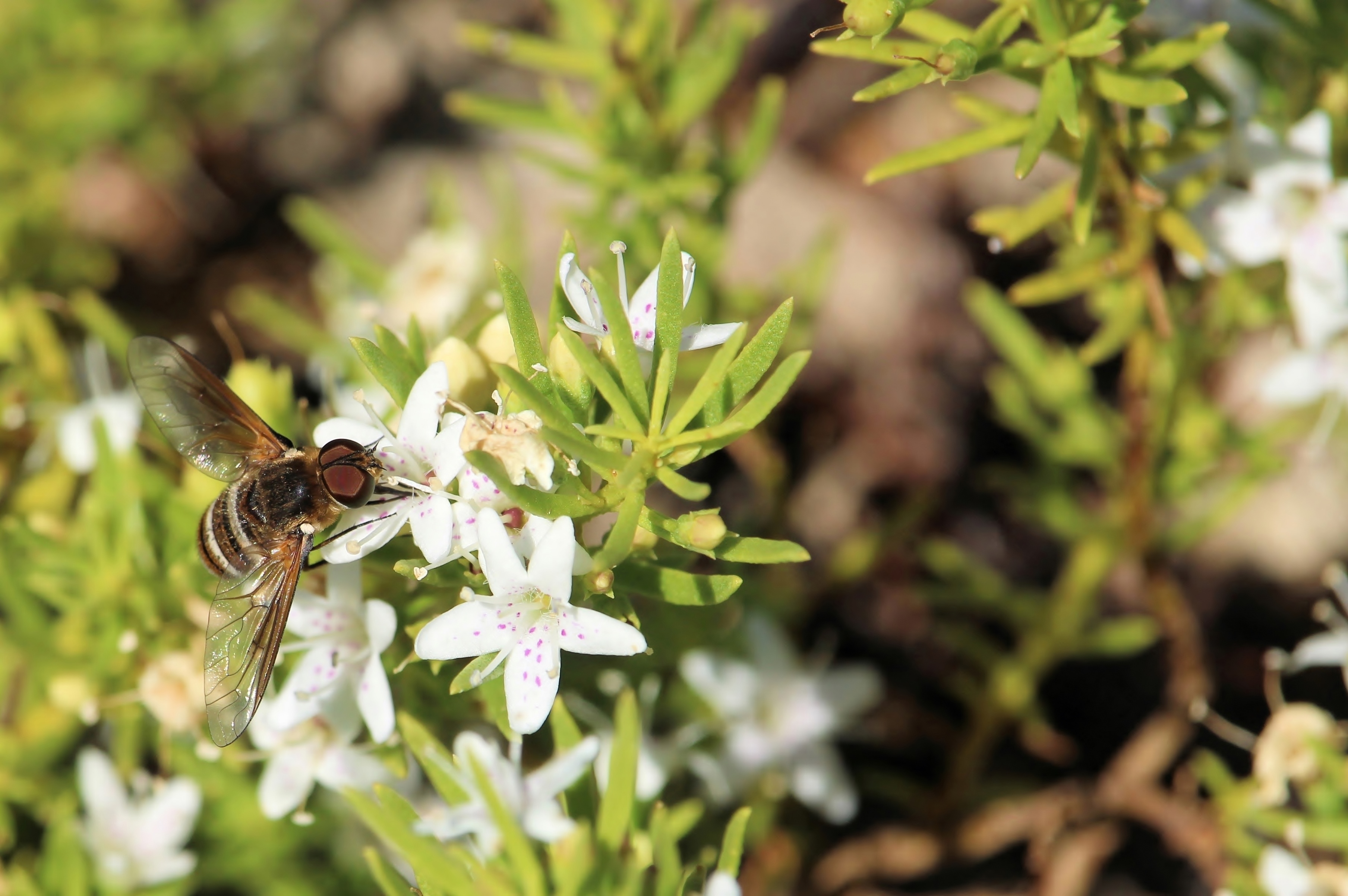 Bee Ready for a Buzzing Good Time