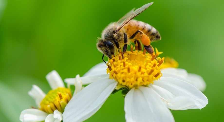 Honeyworld Facilities Area.jpg